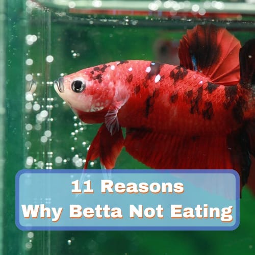 A red color betta fish