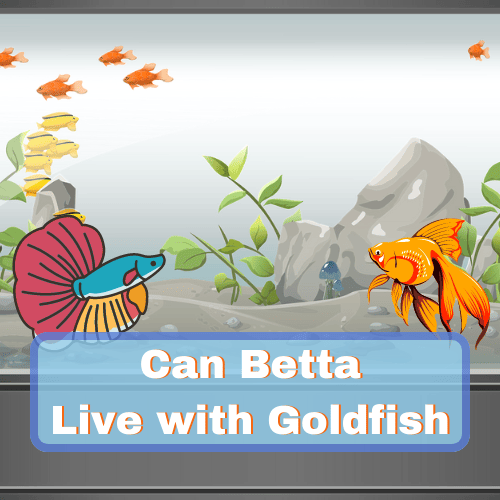 Betta fish and goldfish
