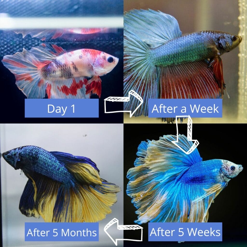 Marble Betta Fish Changing Color