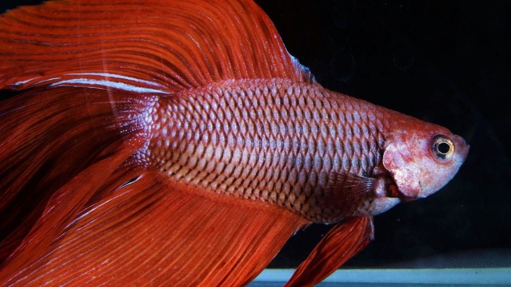A red betta fish with fat belly