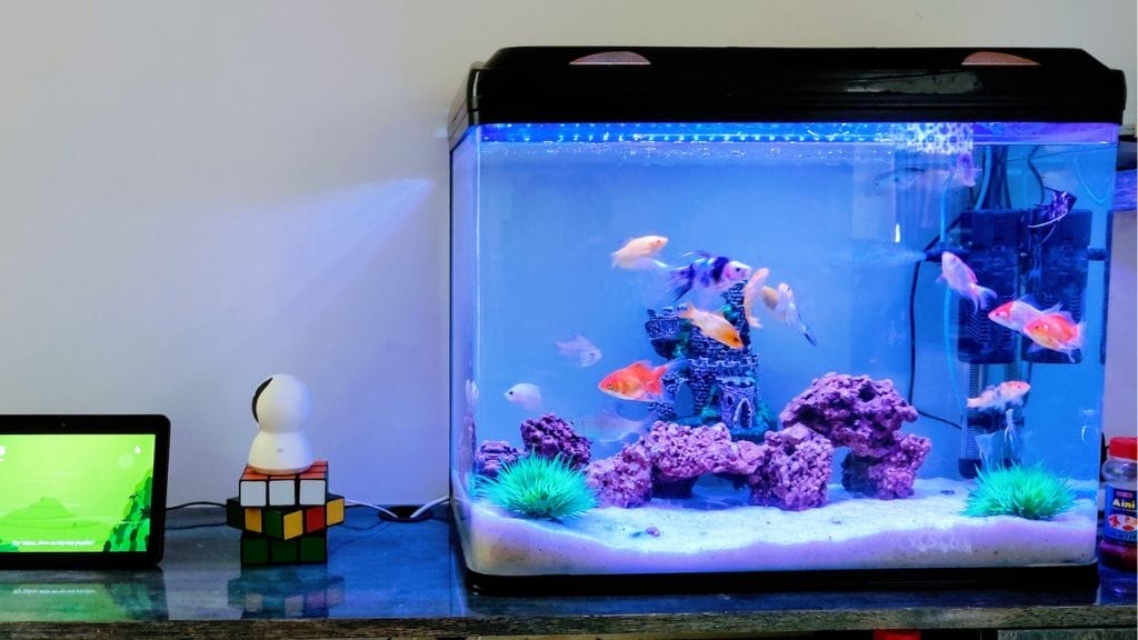 A pet fish tank with fish swimming