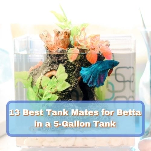 13 Best Tank Mates for Betta in a 5-Gallon Tank